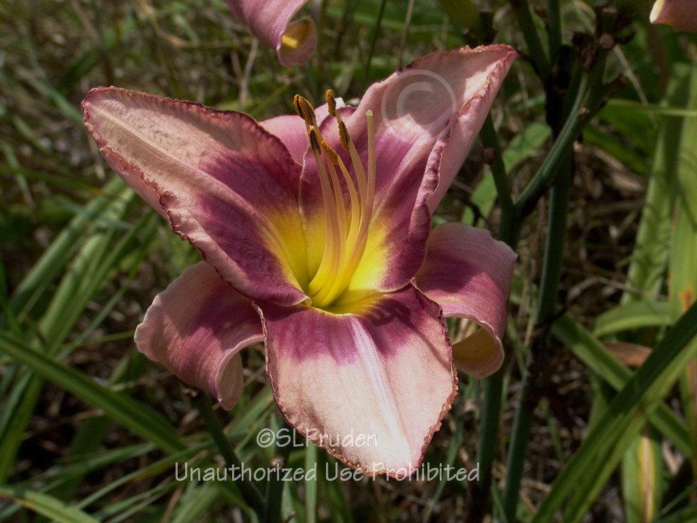 Photo of Daylily (Hemerocallis 'Chicago Picotee Queen') uploaded by DaylilySLP