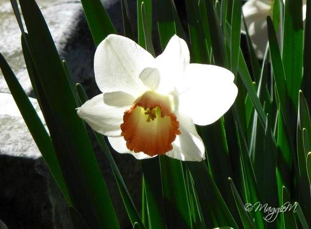 Photo of Large-Cupped Daffodil (Narcissus 'Pink Charm') uploaded by Faerygardener