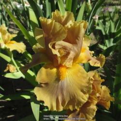 Location: Las Cruces, NM
Date: April 2017
Tall Bearded Iris Cow Patty