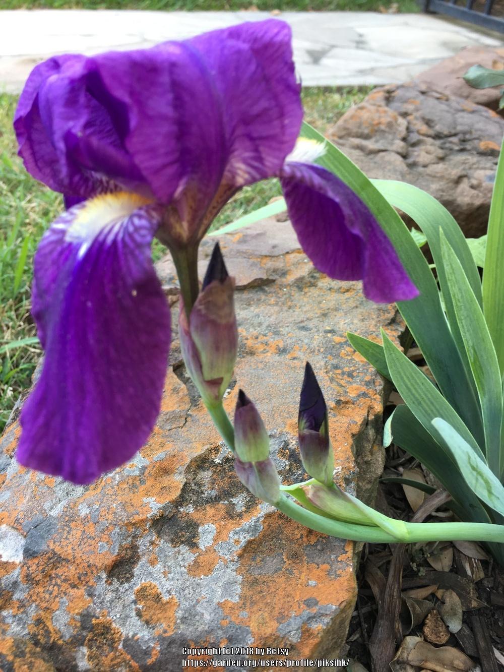 Photo of Irises (Iris) uploaded by piksihk