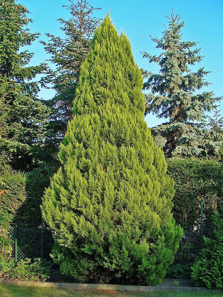 Photo of Lawson Cypress (Chamaecyparis lawsoniana) uploaded by robertduval14