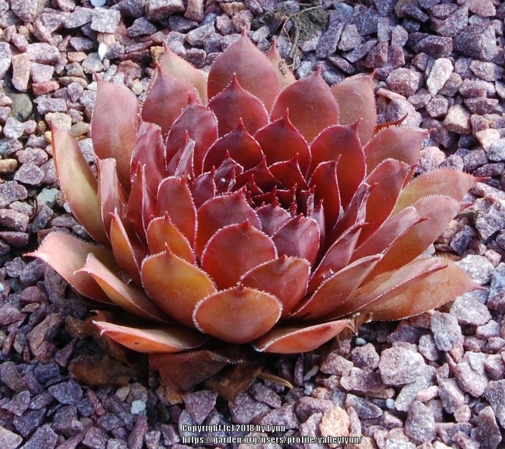 Photo of Hen and Chick (Sempervivum 'Big Six-O') uploaded by valleylynn