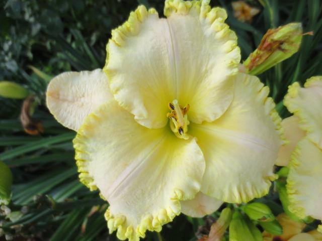 Photo of Daylily (Hemerocallis 'Spacecoast Discovery') uploaded by Caruso