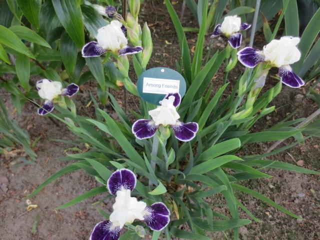 Photo of Miniature Tall Bearded Iris (Iris 'Among Friends') uploaded by Caruso