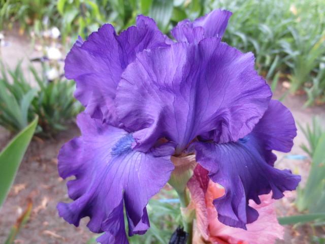 Photo of Tall Bearded Iris (Iris 'Bruce') uploaded by Caruso