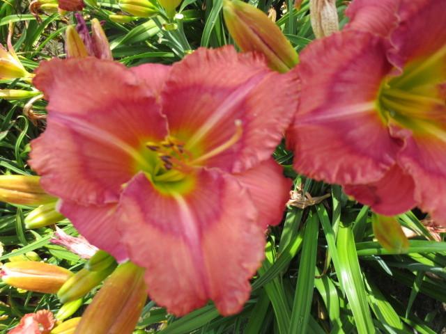 Photo of Daylily (Hemerocallis 'Spacecoast Dream Catcher') uploaded by Caruso