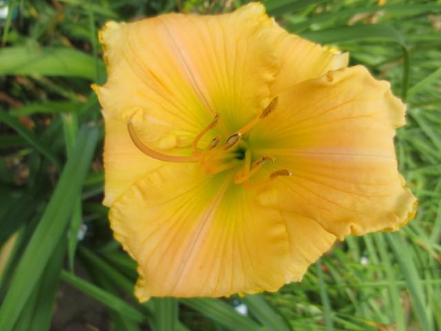 Photo of Daylily (Hemerocallis 'Trenton Sherry In Rags') uploaded by Caruso