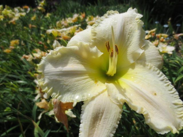 Photo of Daylily (Hemerocallis 'Spacecoast White Out') uploaded by Caruso