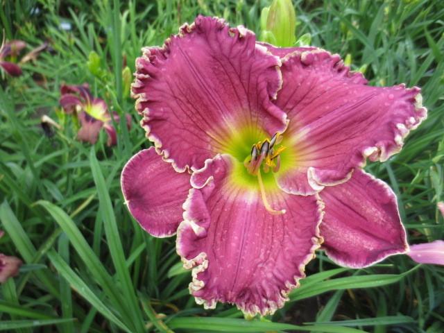 Photo of Daylily (Hemerocallis 'Tranquil Waters') uploaded by Caruso