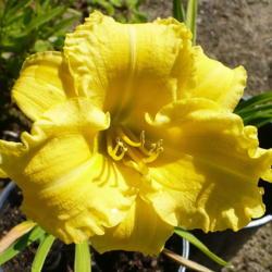 Location: Nora's Garden - Castlegar, B.C.
Date: 2013-07-19
A rich buttery yellow - open, curly and inviting.