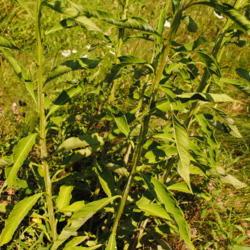 Location: Blinky Lee Land Preserve in southeast PA
Date: 2015-08-15
base of plant with foliage