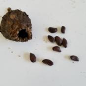 Michael Lindsey's seed pod and seeds