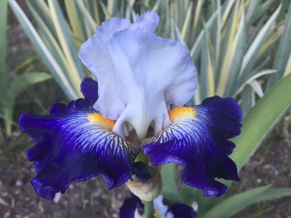 Photo of Tall Bearded Iris (Iris 'Flash of Light') uploaded by SpringGreenThumb