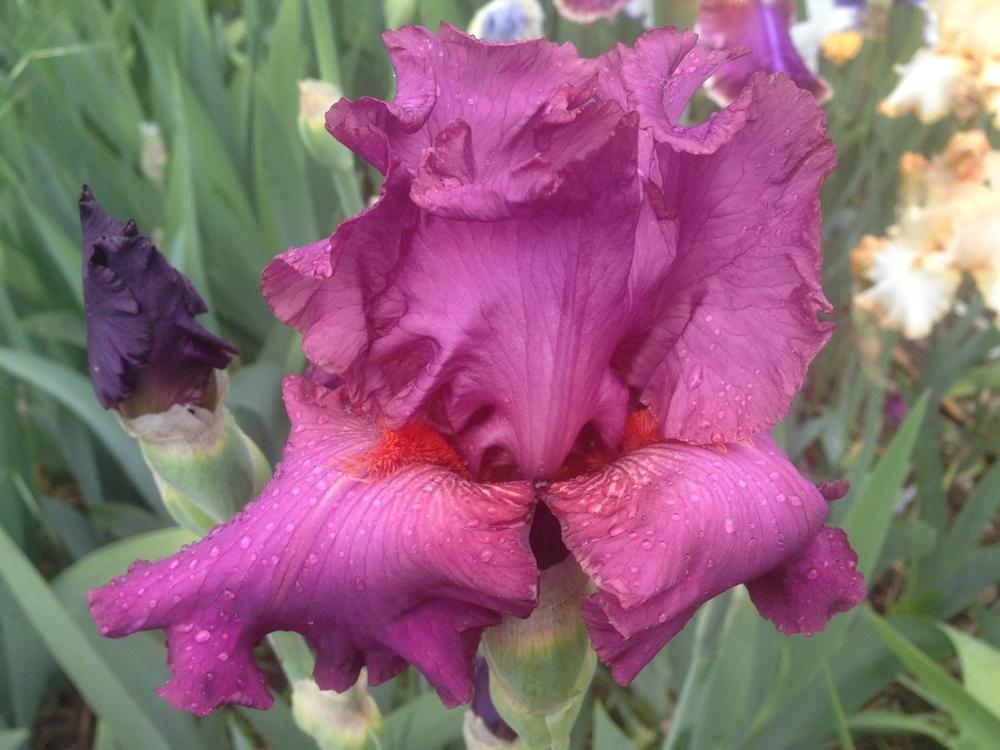 Photo of Tall Bearded Iris (Iris 'Ever After') uploaded by SpringGreenThumb