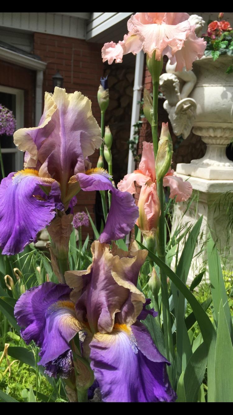 Photo of Tall Bearded Iris (Iris 'Kevin's Theme') uploaded by SpringGreenThumb