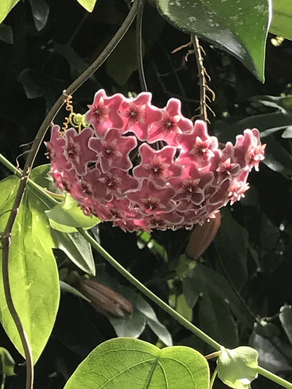 Photo of Wax Plant (Hoya pubicalyx 'Pink Silver') uploaded by bxncbx
