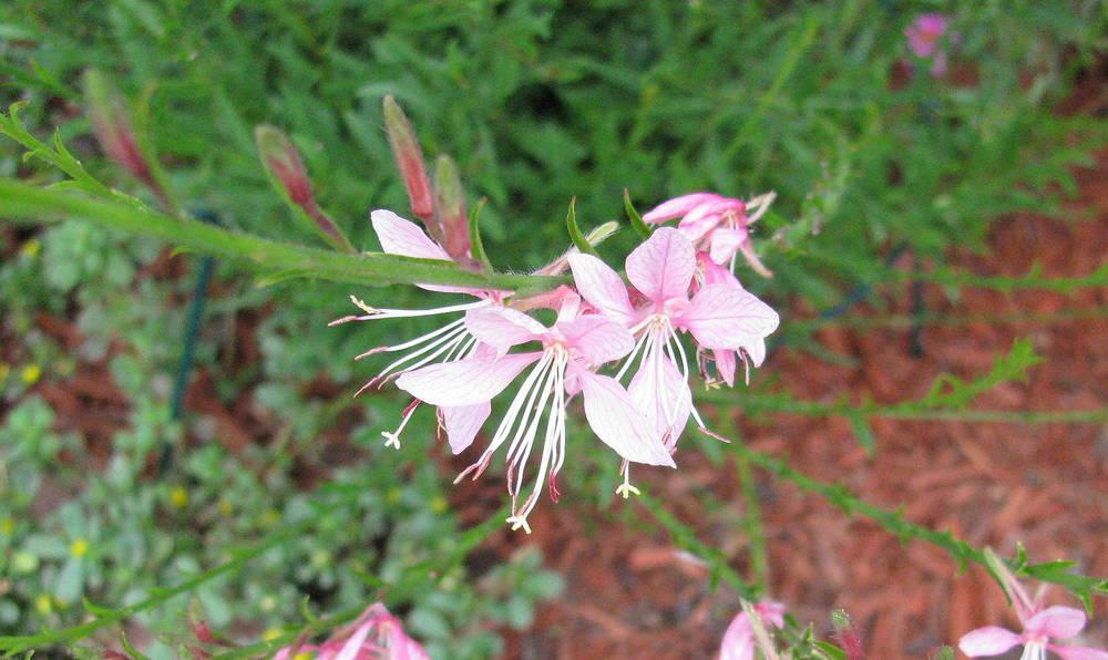 Photo of Oenotheras (Oenothera) uploaded by jmorth