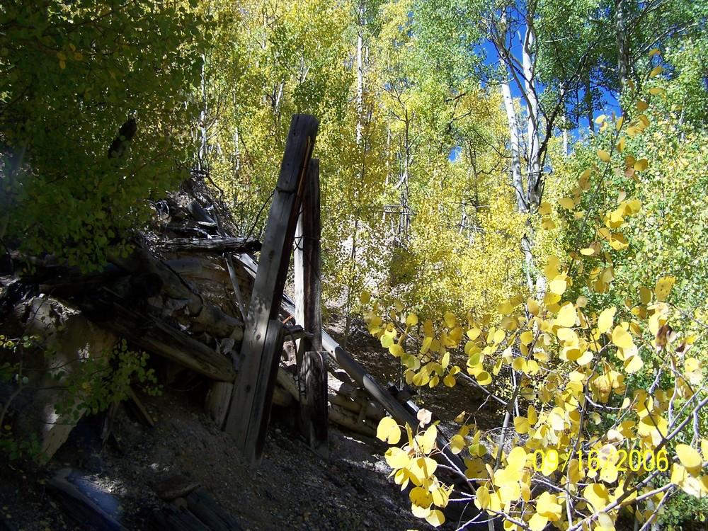 Photo of Quaking Aspen (Populus tremuloides) uploaded by jmorth