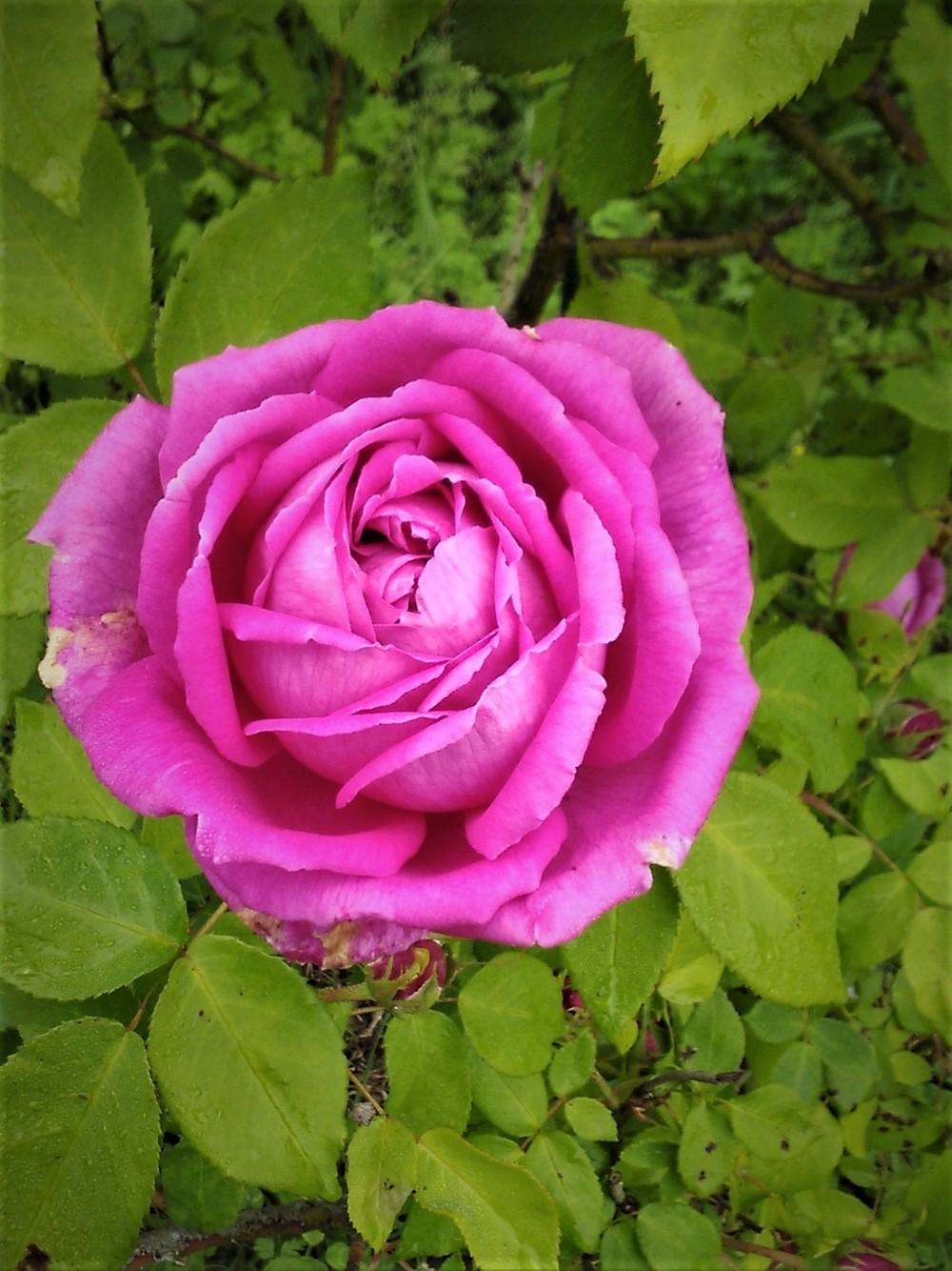 Photo of Rose (Rosa 'Antoine Ducher') uploaded by manueldalmeida