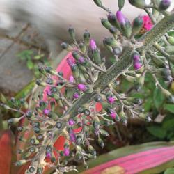 Location: Winter Springs, FL zone 9b
Date: 2018-02-28
Super close up of bloom flower buds