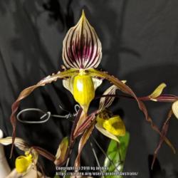 Location: Orchid Species Society of Victoria, Melbourne, Victoria, Australia
Date: 2018-03-18