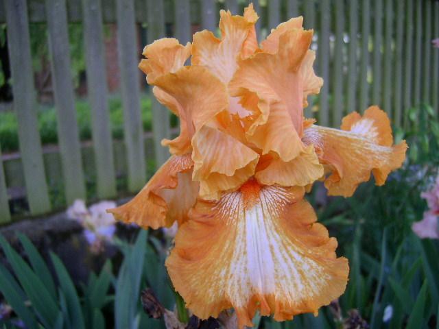 Photo of Tall Bearded Iris (Iris 'Cajun Rhythm') uploaded by Caruso