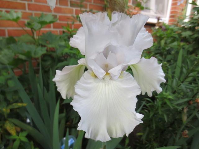 Photo of Tall Bearded Iris (Iris 'Madeira Belle') uploaded by Caruso