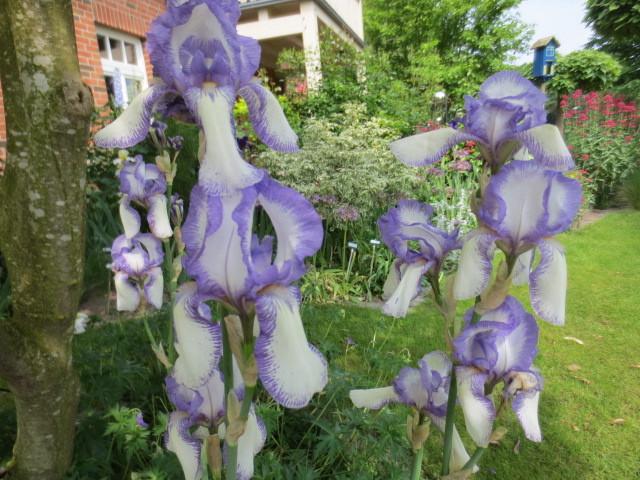 Photo of Tall Bearded Iris (Iris 'Mme. Chereau') uploaded by Caruso