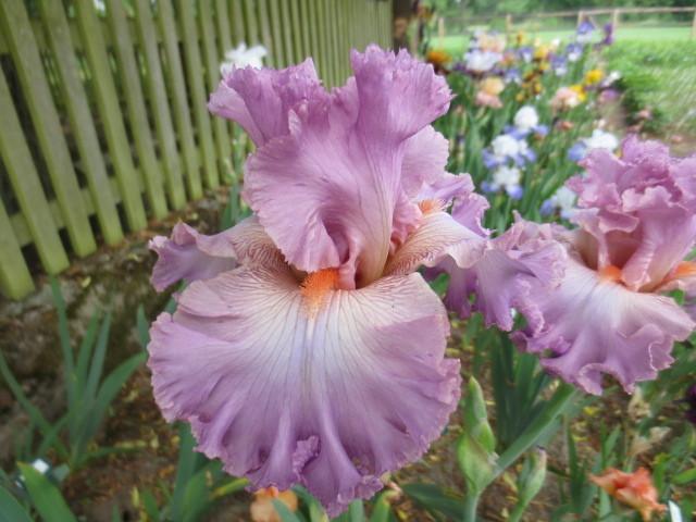 Photo of Tall Bearded Iris (Iris 'Vienna Waltz') uploaded by Caruso