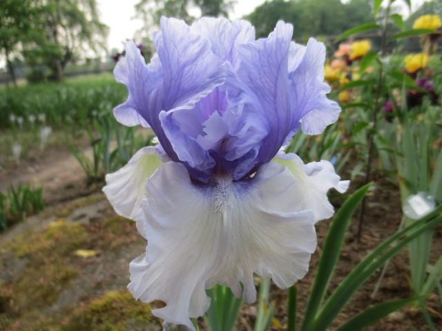 Photo of Tall Bearded Iris (Iris 'Wintry Sky') uploaded by Caruso