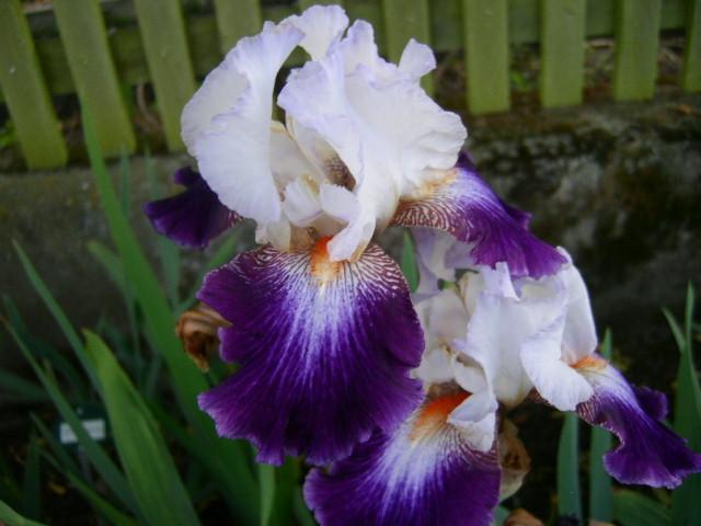 Photo of Tall Bearded Iris (Iris 'Impressions de Jouy') uploaded by Caruso