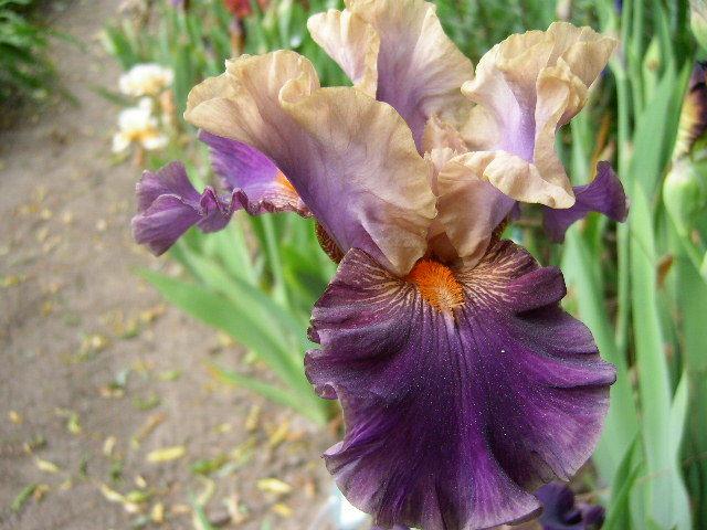 Photo of Tall Bearded Iris (Iris 'Super Dancer') uploaded by Caruso