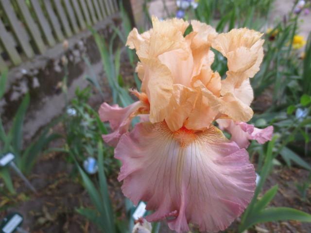 Photo of Tall Bearded Iris (Iris 'Tropical Delight') uploaded by Caruso