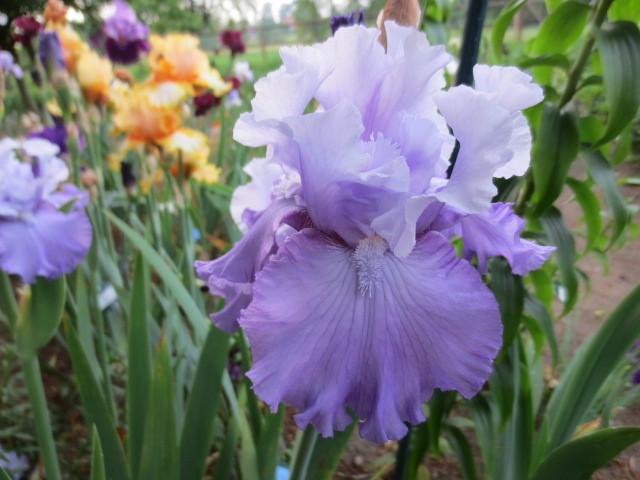 Photo of Tall Bearded Iris (Iris 'Peacetime') uploaded by Caruso