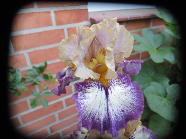 Photo of Tall Bearded Iris (Iris 'Point Made') uploaded by Caruso