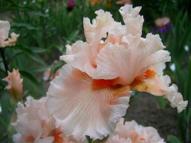 Photo of Tall Bearded Iris (Iris 'Tropical Passion') uploaded by Caruso