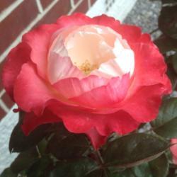 Location: Christchurch, New Zealand
Date: 2018-02-19
Such a beautiful rose. My daughter calls it the 'Candy Castle' ro