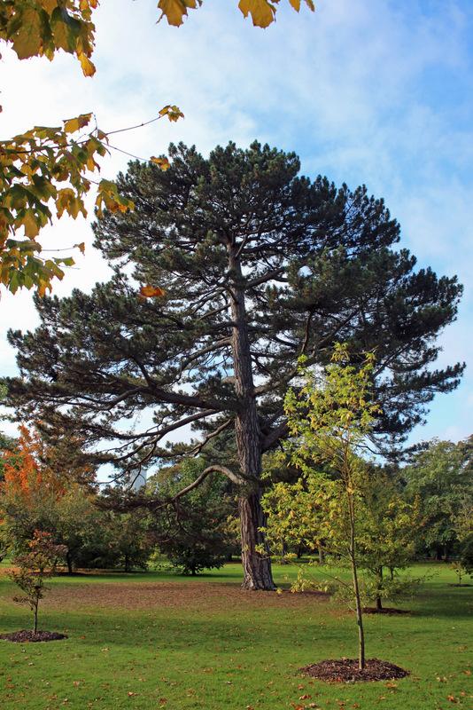 Photo of Austrian Pine (Pinus nigra) uploaded by RuuddeBlock