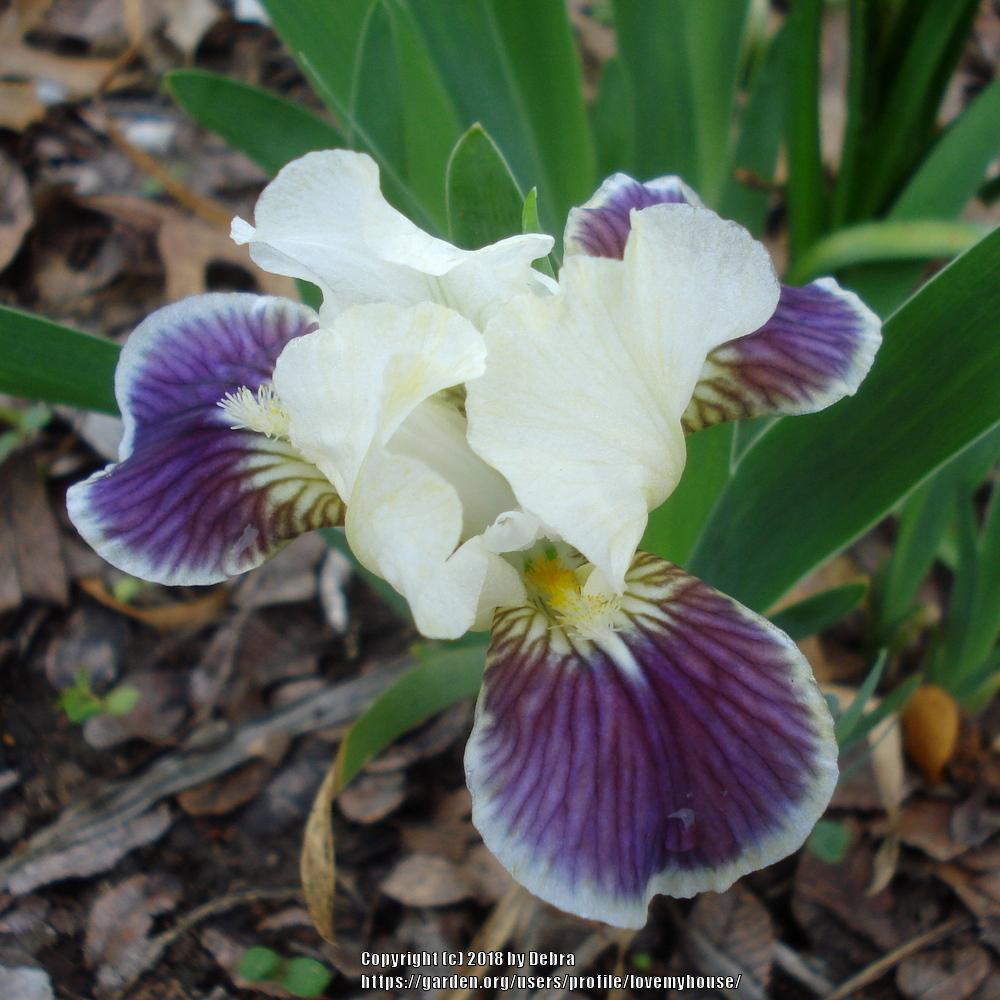 Photo of Standard Dwarf Bearded Iris (Iris 'Making Eyes') uploaded by lovemyhouse