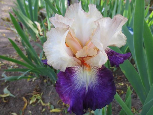 Photo of Tall Bearded Iris (Iris 'Koi') uploaded by Caruso
