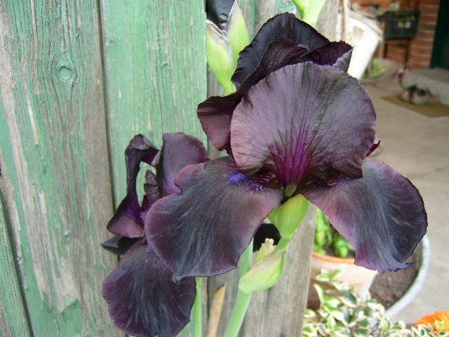Photo of Tall Bearded Iris (Iris 'Study in Black') uploaded by Caruso