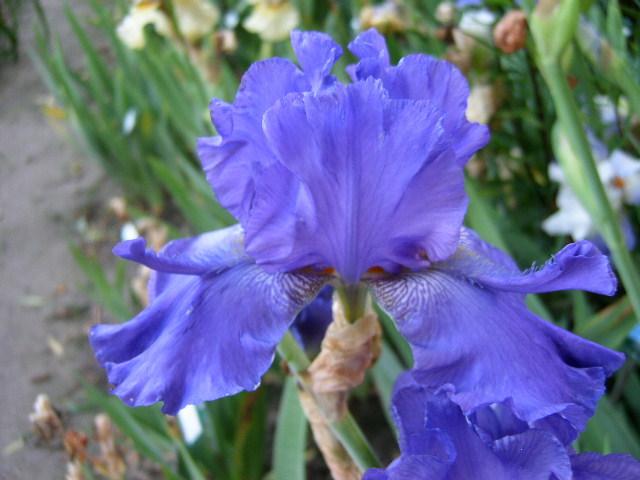 Photo of Tall Bearded Iris (Iris 'Special Feature') uploaded by Caruso