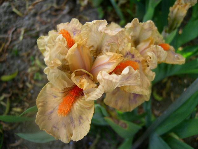 Photo of Standard Dwarf Bearded Iris (Iris 'Melograno') uploaded by Caruso