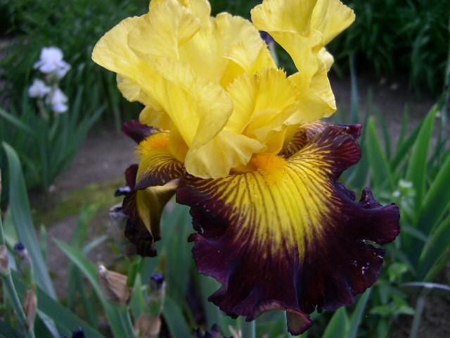 Photo of Tall Bearded Iris (Iris 'Snapshot') uploaded by Caruso