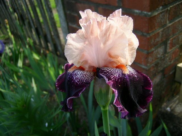 Photo of Tall Bearded Iris (Iris 'Wench') uploaded by Caruso