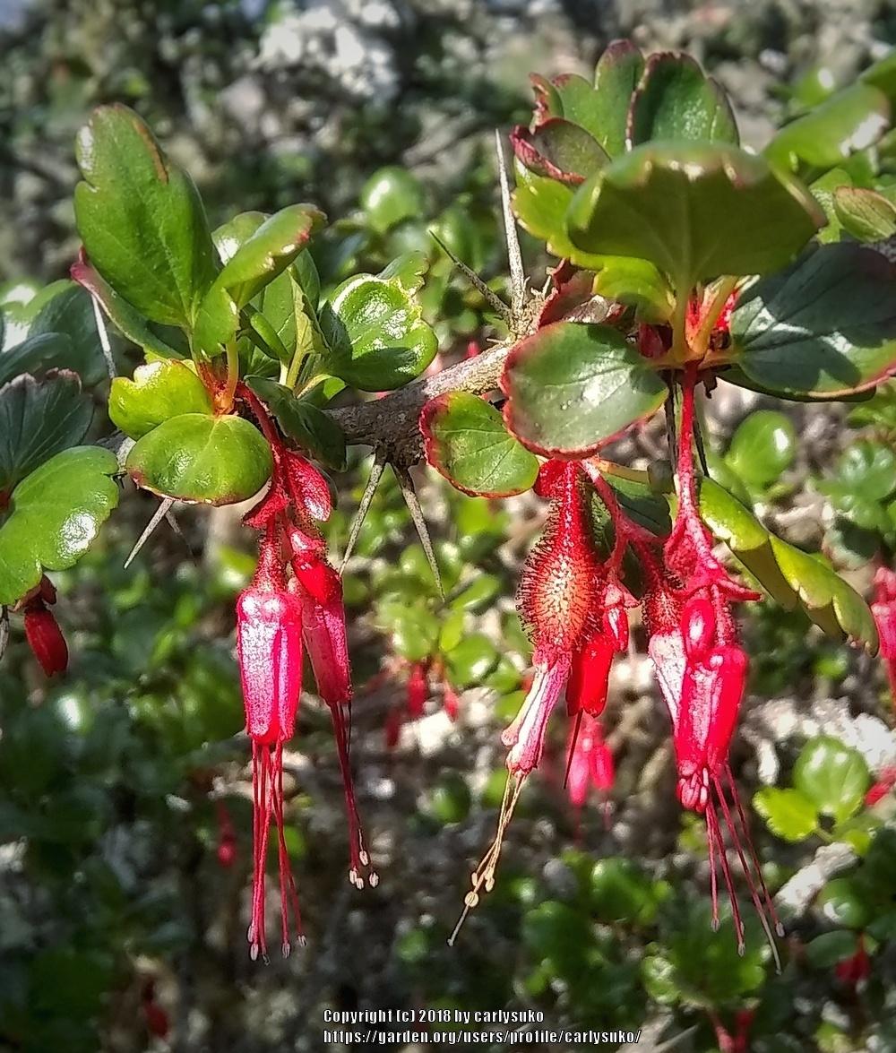 Photo of Fuchsia-Flowered Gooseberry (Ribes speciosum) uploaded by carlysuko