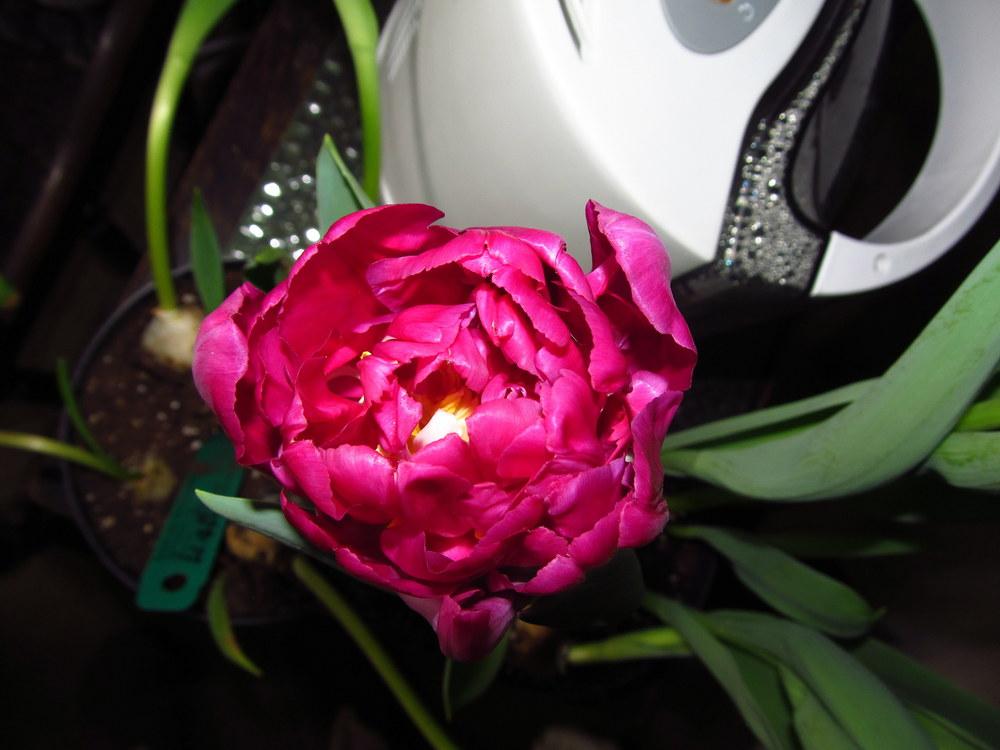 Photo of Tulip (Tulipa 'Royal Acres') uploaded by jmorth