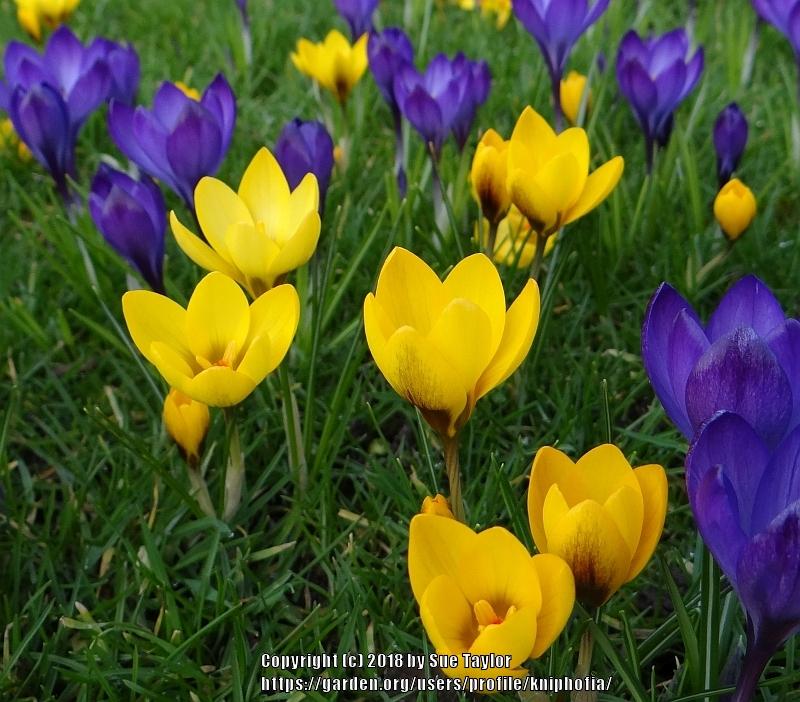 Photo of Crocus (Crocus ancyrensis 'Golden Bunch') uploaded by kniphofia