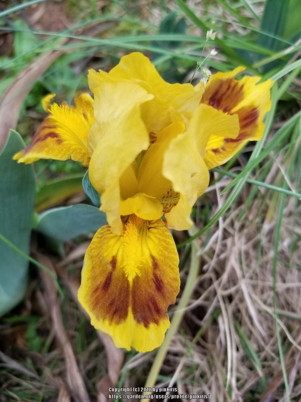 Photo of Standard Dwarf Bearded Iris (Iris 'Flame Spot') uploaded by pinkiris