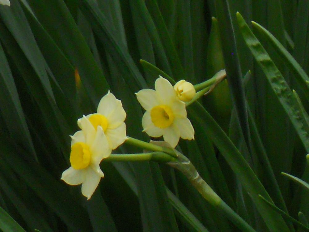 Photo of Tazetta Daffodil (Narcissus 'Minnow') uploaded by Buzzbea424